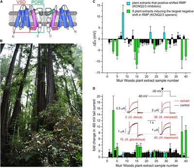 KCNQ and KCNE Isoform-Dependent Pharmacology Rationalizes Native American Dual Use of Specific Plants as Both Analgesics and Gastrointestinal Therapeutics